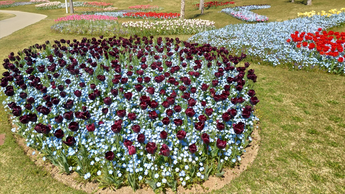 国営明石海峡公園のチューリップ 