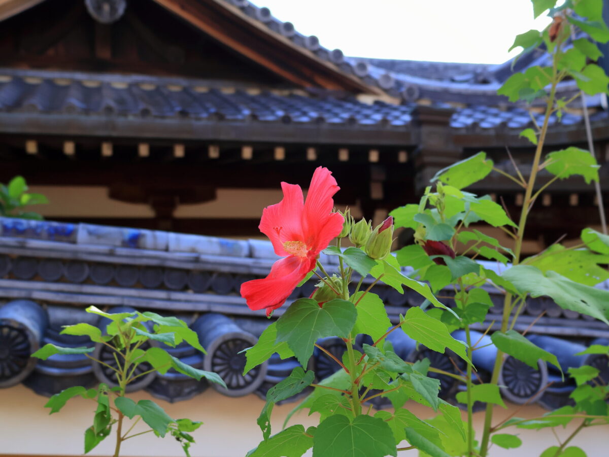 山門から本堂へ続く道の花