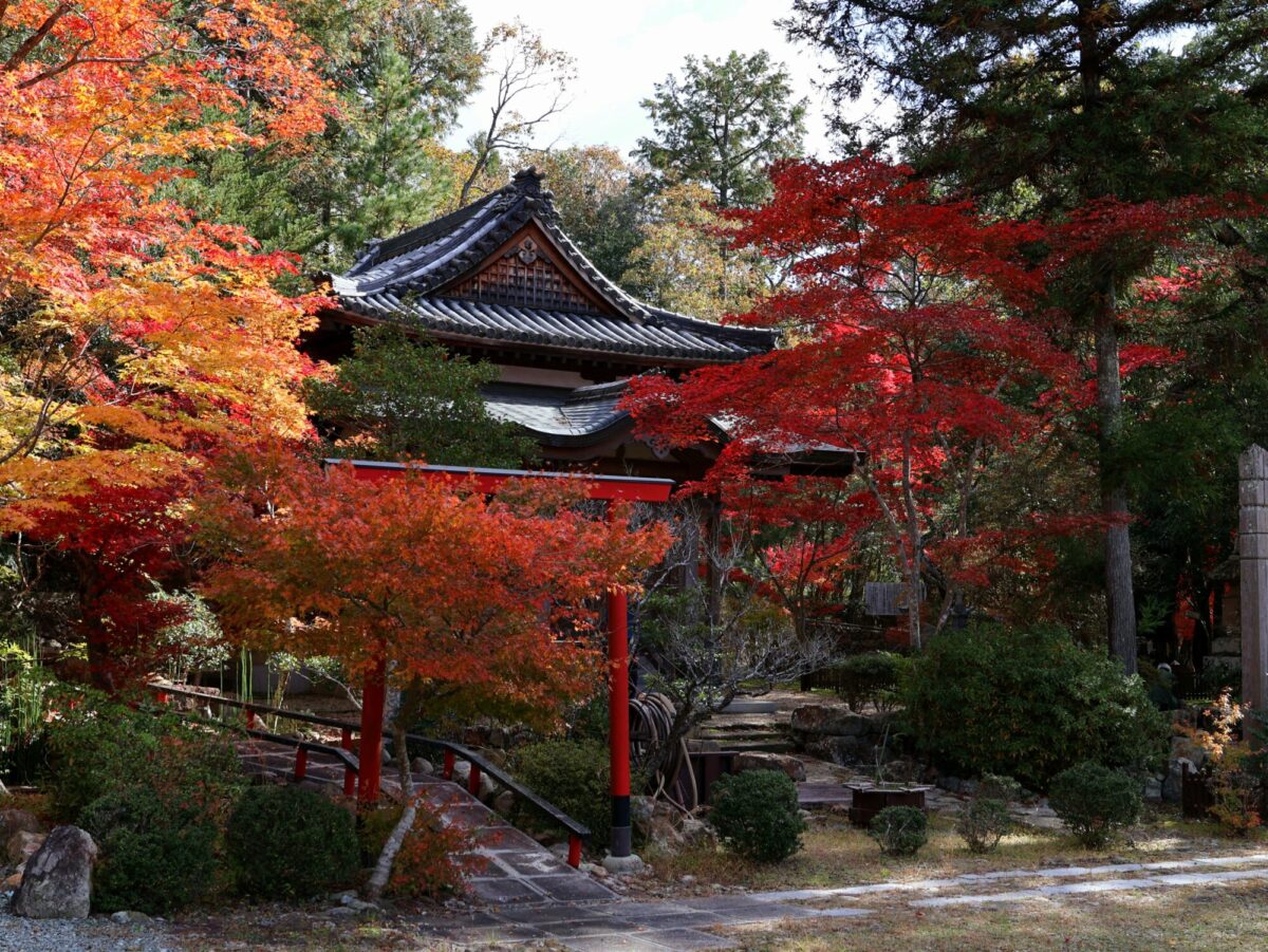 大本山永平寺御直末寺 光明寺の紅葉